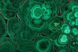 Flowery Polished Malachite Slab - DR Congo #350837-1